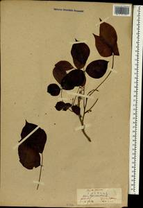 Toxicodendron radicans subsp. radicans, South Asia, South Asia (Asia outside ex-Soviet states and Mongolia) (ASIA) (Japan)