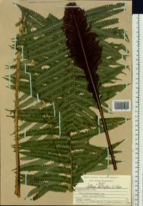 Matteuccia struthiopteris (L.) Tod., Eastern Europe, Central region (E4) (Russia)