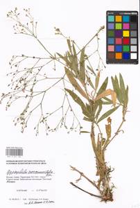 Gypsophila scorzonerifolia Ser., Eastern Europe, Moscow region (E4a) (Russia)