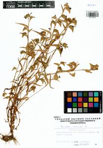 Commelina communis L., Siberia, Baikal & Transbaikal region (S4) (Russia)