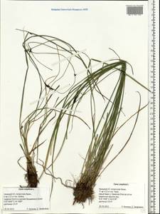 Carex cespitosa L., Eastern Europe, Northern region (E1) (Russia)