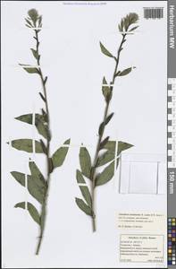 Oenothera × ersteinensis H. P. Linder & R. Jean, Eastern Europe, Middle Volga region (E8) (Russia)