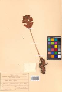 Rhodiola rosea L., Siberia, Russian Far East (S6) (Russia)