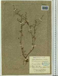 Artemisia anethifolia Weber ex Stechm., Siberia, Altai & Sayany Mountains (S2) (Russia)