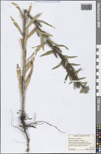 Oenothera × ammophila Focke, Eastern Europe, North-Western region (E2) (Russia)