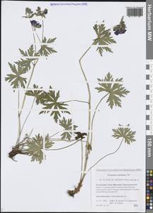 Geranium erianthum DC., Siberia, Yakutia (S5) (Russia)