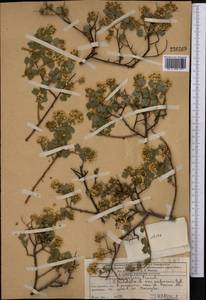 Spiraea trilobata L., Middle Asia, Western Tian Shan & Karatau (M3) (Kazakhstan)