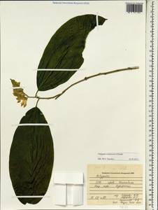 Polygala tonkinensis Chod., South Asia, South Asia (Asia outside ex-Soviet states and Mongolia) (ASIA) (Vietnam)