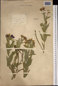 Chamaenerion latifolium (L.) Sweet, Siberia, Baikal & Transbaikal region (S4) (Russia)