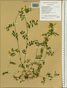 Vicia hybrida L., South Asia, South Asia (Asia outside ex-Soviet states and Mongolia) (ASIA) (Cyprus)