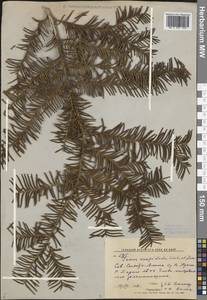 Taxus cuspidata Siebold & Zucc., Siberia, Russian Far East (S6) (Russia)