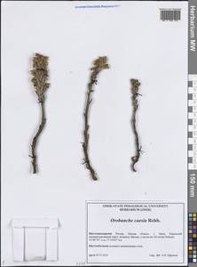 Phelipanche caesia (Rchb.) Soják, Siberia, Western Siberia (S1) (Russia)