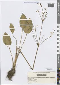 Alisma plantago-aquatica L., Eastern Europe, Middle Volga region (E8) (Russia)