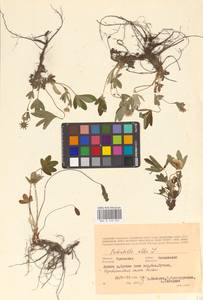 Potentilla alba L., Eastern Europe, Central forest-and-steppe region (E6) (Russia)
