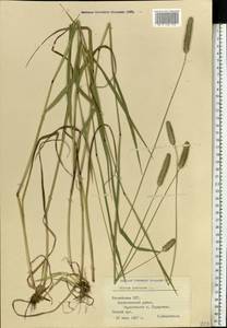 Phleum pratense L., Eastern Europe, Latvia (E2b) (Latvia)