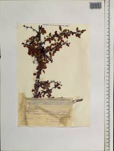 Berberis sibirica Pall., Siberia, Baikal & Transbaikal region (S4) (Russia)