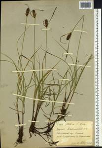 Carex jacutica V.I.Krecz., Siberia, Yakutia (S5) (Russia)