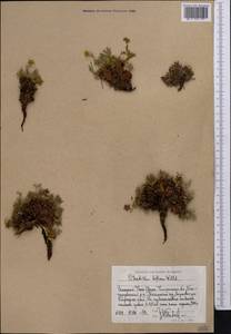 Potentilla biflora Willd. ex Schltdl., Middle Asia, Western Tian Shan & Karatau (M3) (Uzbekistan)