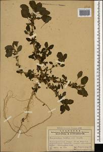 Amaranthus blitum L., Caucasus, Azerbaijan (K6) (Azerbaijan)