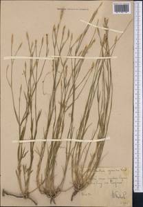 Dianthus ugamicus A.I. Vvedensky, Middle Asia, Western Tian Shan & Karatau (M3) (Uzbekistan)