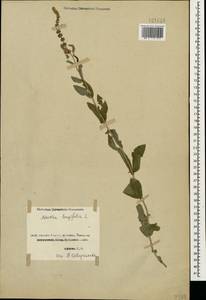 Mentha longifolia (L.) L., Caucasus, Georgia (K4) (Georgia)