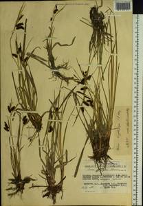 Carex lyngbyei Hornem., Siberia, Chukotka & Kamchatka (S7) (Russia)