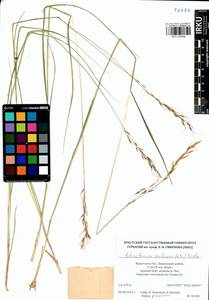 Achnatherum confusum (Litv.) Tzvelev, Siberia, Baikal & Transbaikal region (S4) (Russia)