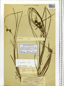 Sparganium angustifolium Michx., Eastern Europe, Latvia (E2b) (Latvia)