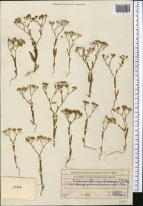 Valerianella cymbicarpa C. A. Mey., Middle Asia, Western Tian Shan & Karatau (M3) (Kazakhstan)