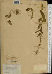 Macropodium nivale (Pall.) W.T. Aiton, Siberia (no precise locality) (S0) (Russia)