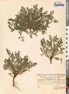 Corydalis sibirica (L.fil.) Pers., Siberia, Chukotka & Kamchatka (S7) (Russia)