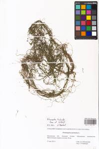 Potamogeton trichoides Cham. & Schltdl., Eastern Europe, Moscow region (E4a) (Russia)