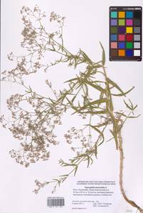 Gypsophila paniculata L., Eastern Europe, Lower Volga region (E9) (Russia)