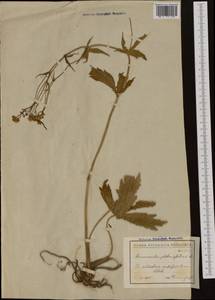 Ranunculus platanifolius L., Western Europe (EUR) (Bulgaria)