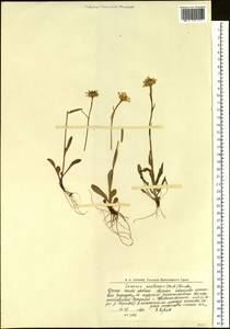 Tephroseris integrifolia subsp. atropurpurea (Ledeb.) B. Nord., Eastern Europe, Northern region (E1) (Russia)