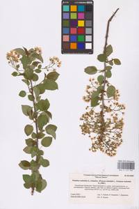 Prunus mahaleb L., Eastern Europe, Lower Volga region (E9) (Russia)