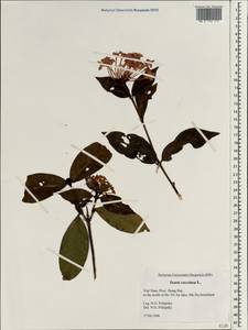 Ixora coccinea L., South Asia, South Asia (Asia outside ex-Soviet states and Mongolia) (ASIA) (Vietnam)