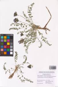 Astragalus physodes L., Eastern Europe, Lower Volga region (E9) (Russia)