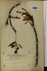 Fraxinus excelsior L., Caucasus, Azerbaijan (K6) (Azerbaijan)