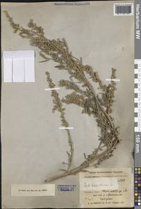 Artemisia absinthium L., Middle Asia, Western Tian Shan & Karatau (M3) (Uzbekistan)