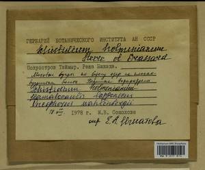 Hamatocaulis lapponicus (Norrl.) Hedenäs, Bryophytes, Bryophytes - Krasnoyarsk Krai, Tyva & Khakassia (B17) (Russia)