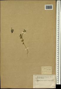 Torilis nodosa (L.) Gaertn., Caucasus, Azerbaijan (K6) (Azerbaijan)