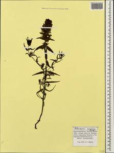 Melampyrum caucasicum Bunge, Caucasus, Krasnodar Krai & Adygea (K1a) (Russia)