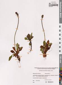 Micranthes hieraciifolia (Waldst. & Kit.) Haw., Siberia, Chukotka & Kamchatka (S7) (Russia)