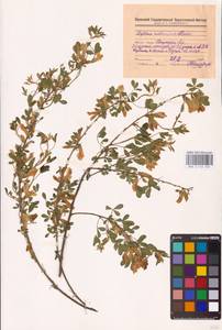 Chamaecytisus ruthenicus (Fisch. ex Woł.) Klásk., Eastern Europe, Middle Volga region (E8) (Russia)