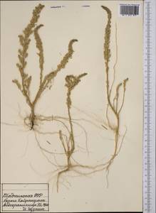 Suaeda, Middle Asia, Syr-Darian deserts & Kyzylkum (M7) (Tajikistan)