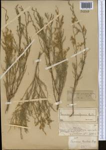 Tamarix gracilis Willd., Middle Asia, Muyunkumy, Balkhash & Betpak-Dala (M9) (Kazakhstan)