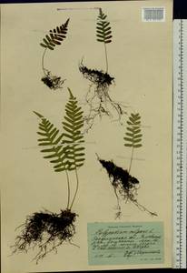 Polypodium vulgare L., Eastern Europe, West Ukrainian region (E13) (Ukraine)
