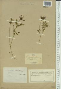 Astragalus ceratoides M. Bieb., Siberia, Western (Kazakhstan) Altai Mountains (S2a) (Kazakhstan)