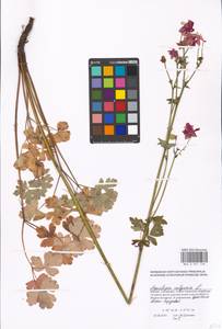 Aquilegia vulgaris L., Eastern Europe, Moscow region (E4a) (Russia)